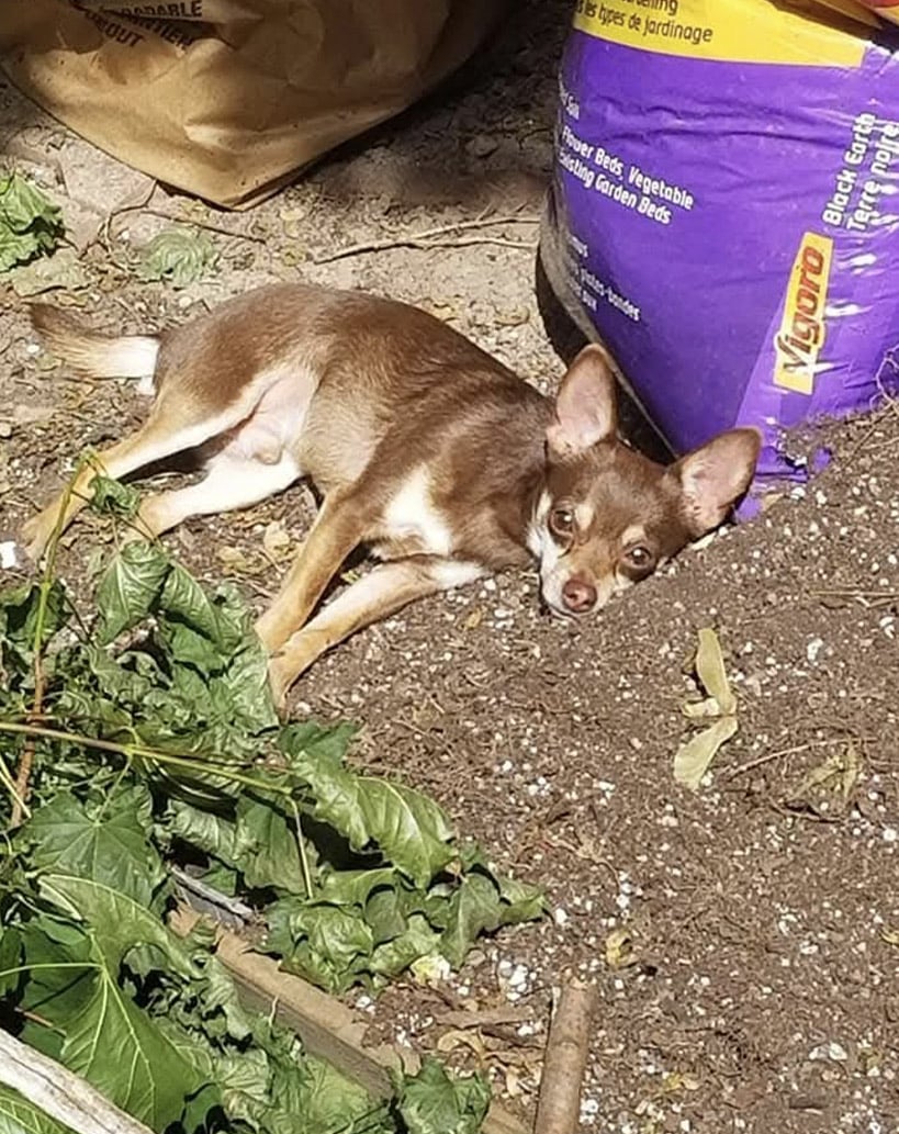 Thames Valley Cremation Services Inc - Obituaries - Penny Bach