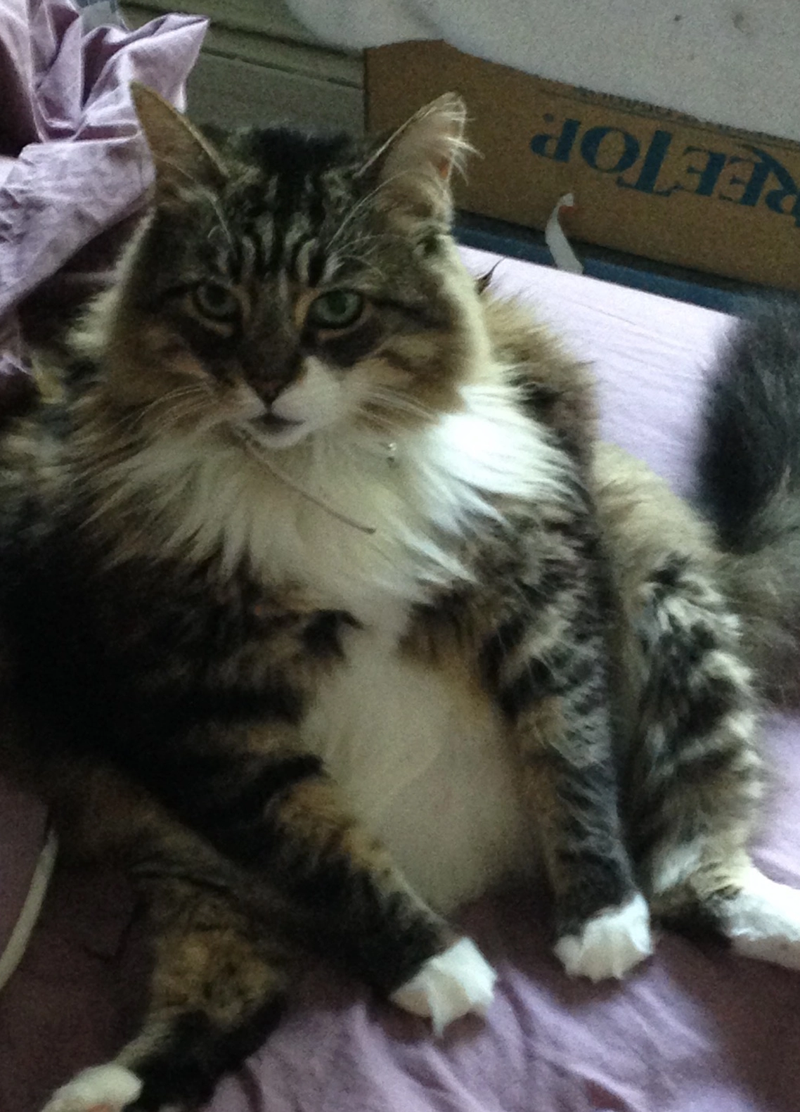 Thames Valley Cremation Services Inc - Obituaries - Randy Edward Martin